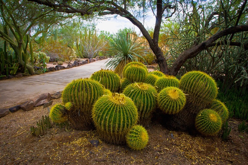 Local Plant Life
